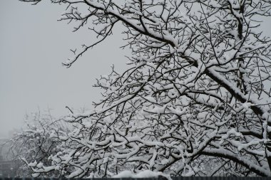 Güzel kış manzarası