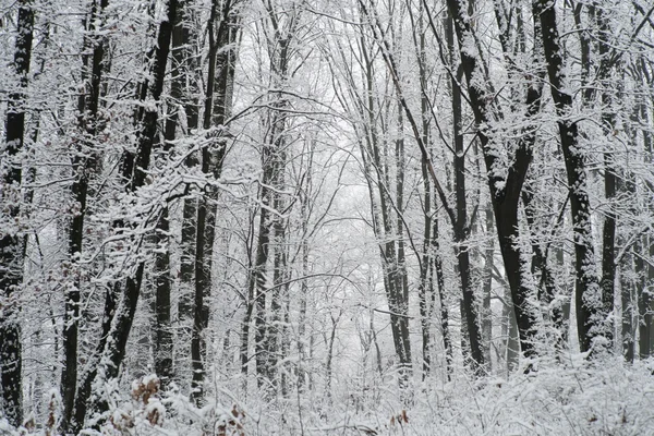 Beautiful winter landscape