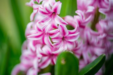 Sümbül çiçeği. Çiçek baharı çok güzel. Çiçek açan bahçe. Çiçeklerin narin yaprakları. Çiçek canlı renkler