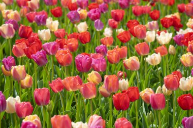 Canlı çiçekler ve laleli bahar arkaplanı. Laleler ve çiçekler renk