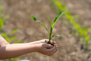 Toprakta filizlenen çocuk. Elinde mısır filizi tutan çocuk. Baharda çiftçilik yapan genç bir çocuk. Mısırlı filizli çocuk eli. Mısır yetiştiriyorum. Kırsalda küçük bir çiftçi. Çocukların elinde mısır filizleri