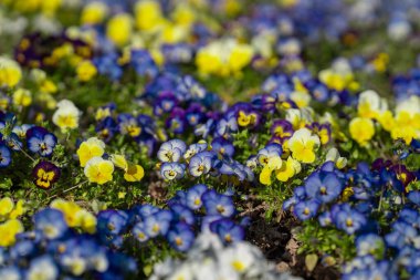 Renkli nonoş çiçekleri. Bahar nonoşu bahçesi. İbne doğası işte. Taze nonoş yaprakları