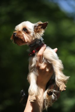 Yorkshire Terrier köpeği.