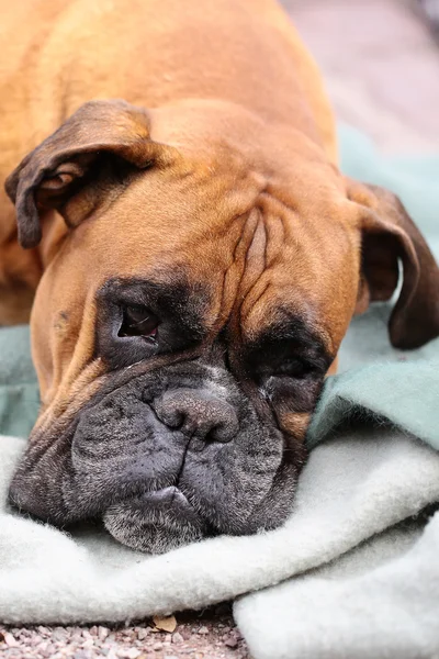 Boxer bonito deitado em cobertor — Fotografia de Stock