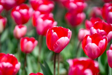 Sevgililer Günü ve tatil tasarımı. Bir bahar tarlasında açan kırmızı laleler. Çiçek arkaplanı için lale. Canlı doğal kırmızı renkleri olan laleler. Anneler günü afişi. Bahar tarlasında kırmızı laleler
