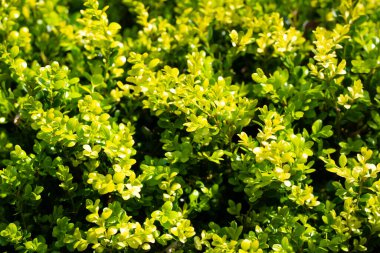 Yoğun yeşil ve sarı yapraklı arka plan. Doğa ve çevre kavramları için taze bitki deseni. Canlı bahar ve yaz renkleriyle ayrılıyor. Çit arkaplanı yemyeşil