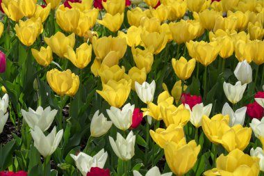 Çok renkli lalelerin çiçek desenleri. Bahçe manzarasında kırmızı ve pembe laleler. Bahar çiçekleri duvar kağıdı. Doğal bahar ışığında taze lale tarlası. Çiçek çayırında açan çok renkli laleler