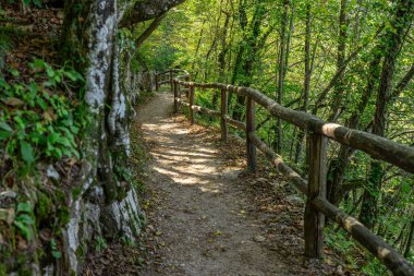 Orman yolu doğada seyahat eder. Manzaralı yürüyüş parkuru. Yeşil ormandan geçen bir rota. Ormanda bir patika. Turizm için orman yolu. Yeşil ağaçların arasından orman yolu. Doğa yürüyüşü. Yürüyüş yolu