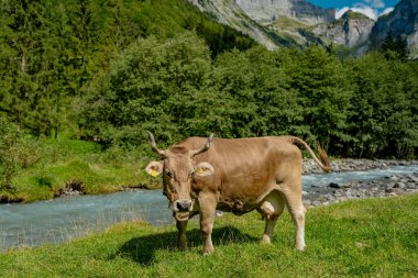 Süt ineği yetiştiriciliği. Memeliler çayırda otluyor. Çiftlikteki inek. İneklerle ve buzağılarla dolu bir otlak. Kırsalda sığır ineği. Çiftlik hayvanları tarlası. Otlayan inek.