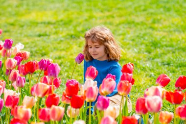Lale tarlasında çocuk yürüyüşü. Çocuklukta bahar mutluluğu. Bahar çiçekli çocuk. Çiçek tarlasında çocuklar için huzurlu bir bahar günü. Çocuk sakin bahar parkında