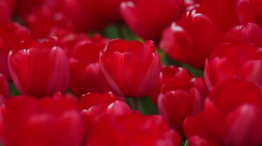 Laleler kırmızı zemin oluşturuyor. Tebrik kartı için çiçek deseni. Lale goncası. Tulip doğal bir yay duvar kağıdı gibi. Bir bahar tarlasında açan kırmızı laleler. Bahar tatili tasarımı. Bahar tarlasında kırmızı laleler