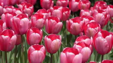 Romantik doğa sahnesinde güzel laleler. Yeşil çayırdaki kırmızı laleler. Lale duvar kâğıdı. Bahar sezonu geçmişi. Tarlada açan laleler. Lale manzarası