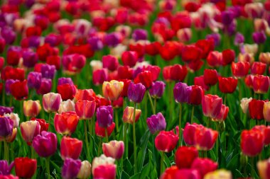 Doğal bahar ışığında taze lale tarlası. İlkbahar çayırı lale çiçekleriyle dolu. Baharın bahçesinde çok renkli laleler. Çiçek duvar kağıdı arka planında parlak laleler
