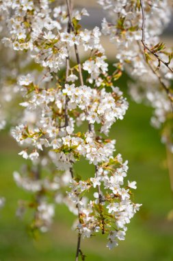 Kiraz ağacı çiçeği. Bahar çiçeği açar. Bahar çiçeği arkaplanı. Bahar doğası güzelliği. Bahar renkli yapraklar
