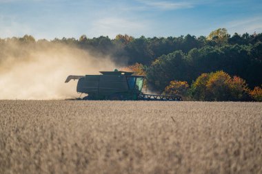 Saman ve tahıl hasadı. Buğday tarlasında hasatçıyı birleştir. Kırsal kesimde hasat. Hasat makinelerini birleştirin. Tarımsal Kombine hasat makinesi iş başında. Kırsal alan, hasat makinesiyle birleşiyor.