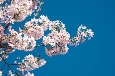 Kiraz ağacı çiçeği. Bahar çiçeği bahçesi. Bahar çiçeği çiçekleri. İlkbahar doğal güzellik. Bahar canlı renkler