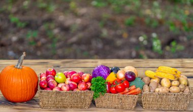 Taze sebze seçimi olan bir çiftlik. Pazar için meyve ve sebze topladım. Organik tarım ürünleri. Taze sebzeler sepette