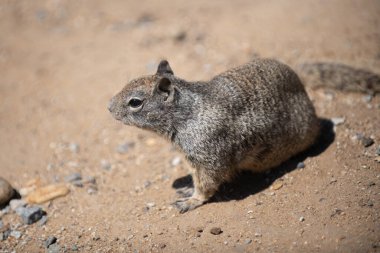 Sincap yiyecek ararken beslenir. Sincap yerde yemek yerken dinlenir. Sincap tahıl bulurken hayatta kalır. Sincap doğada beslendikçe uyum sağlar.