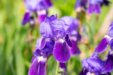 Bahar bahçesinde açan mor iris çiçeği. İlkbaharda Iris çiçek açar. Bahar doğasında göz yaprakları. Bahar mevsiminde açan canlı mor iris.