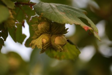 yaprakları ile fındık