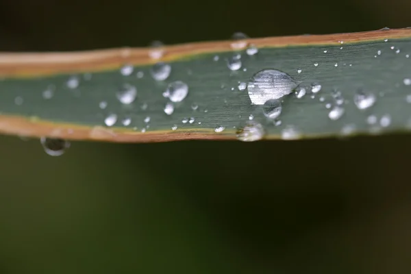 Green leaf with dew — Stock Photo, Image