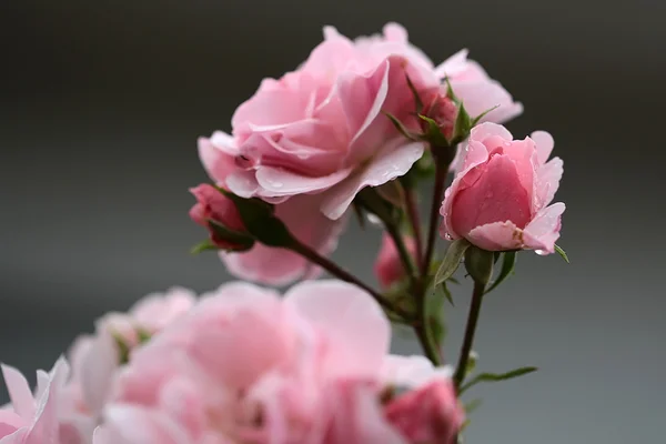 Roze rozen op tak — Stockfoto