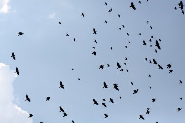 Gökyüzünde uçan Kuzgunlar Grup