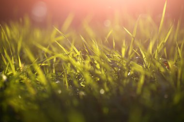 Taze yeşil çimenler