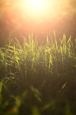 Taze yeşil çimenler