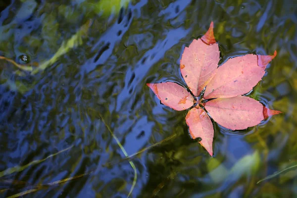 Foglie colorate sull'acqua — Foto Stock