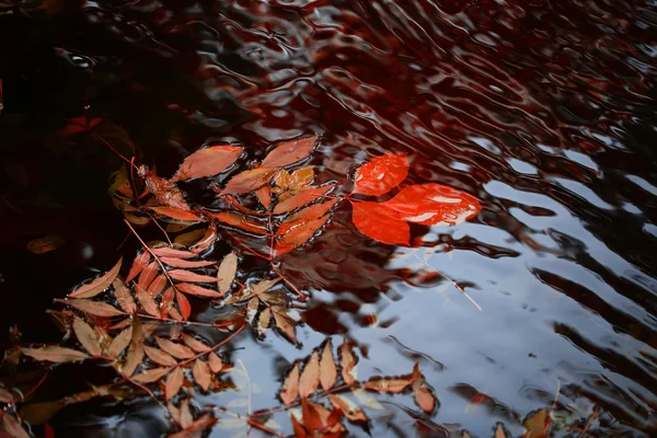 Hojas coloridas en el agua — Foto de Stock