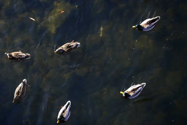 众多的野鸭在水面上 — 图库照片