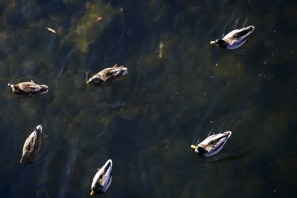 De nombreux canards sur l'eau — Photo