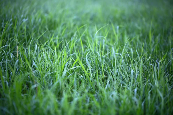 Fresh green grass — Stock Photo, Image