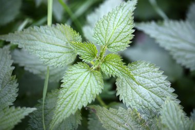 Taze yeşil genç bitki