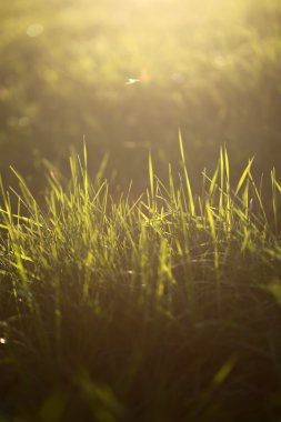 Taze yeşil çimenler