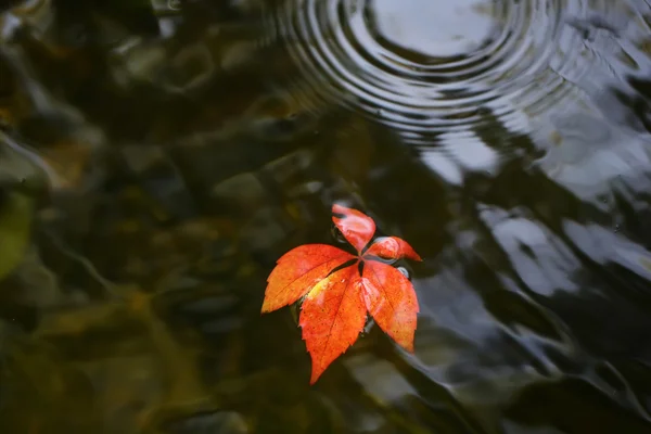 Kolorowe liście na wodzie — Zdjęcie stockowe