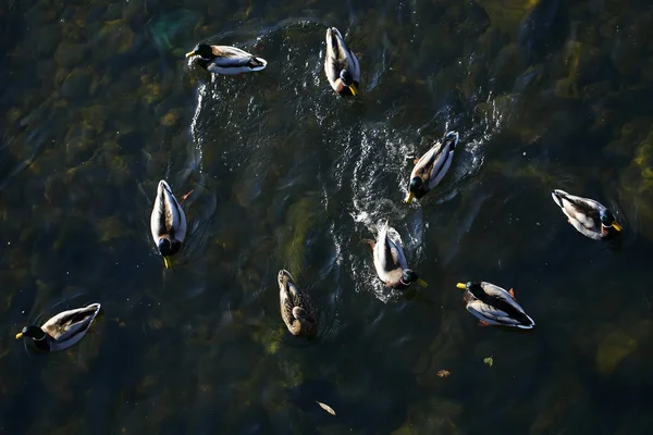 De nombreux canards sur l'eau — Photo