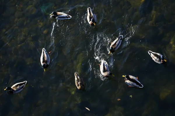 Muitos patos na água — Fotografia de Stock