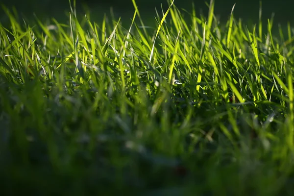 Fresh green grass — Stock Photo, Image