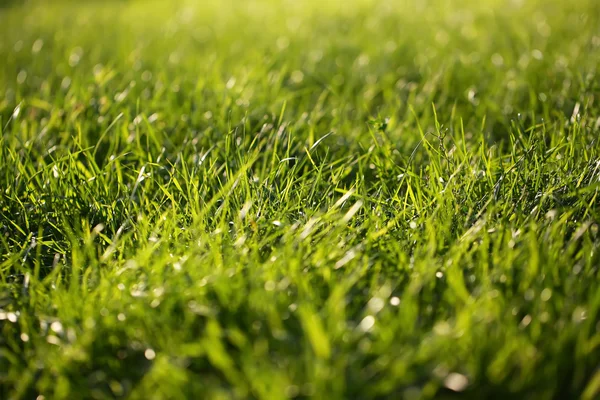 Fresh green grass — Stock Photo, Image