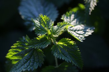 Taze yeşil genç bitki