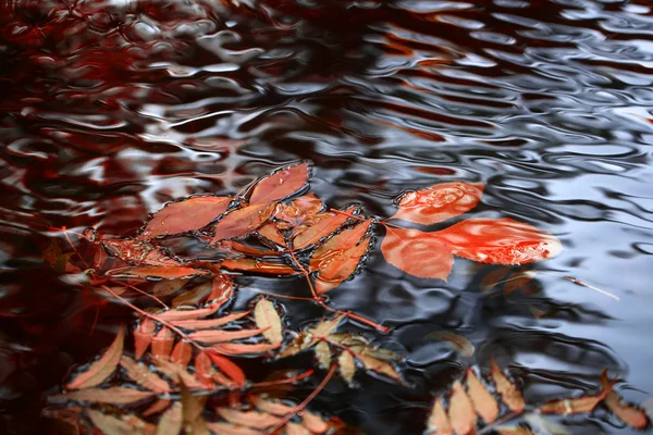 Hojas coloridas en el agua — Foto de Stock