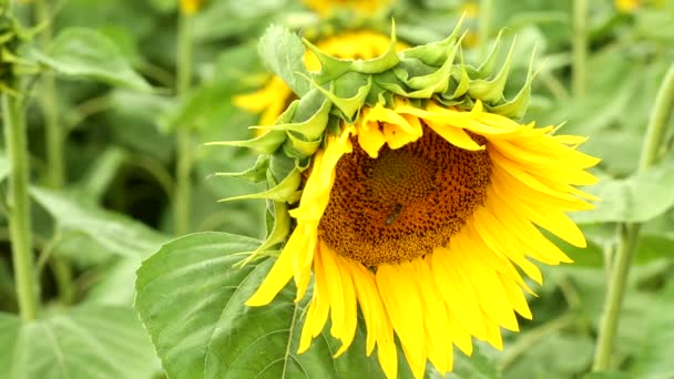 Kwiat słonecznika z bee, słoneczna Pogoda i lekki wiatr, pięknej przyrody na polu, ciepły żółty i świeże zielone, na tle pole słoneczników organiczne, naturalne zbliżenie — Wideo stockowe