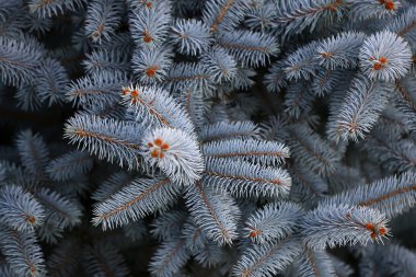 Güzel mavi Ladin iğne 