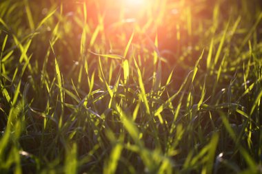 Taze yeşil çimenler