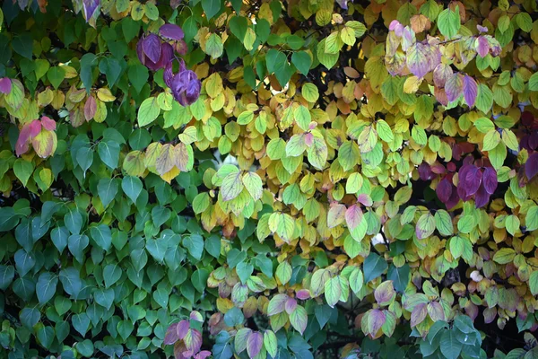 Hedge with leaves changing color — Stock Photo, Image