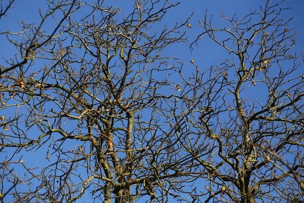 Ramos de árvores nuas — Fotografia de Stock
