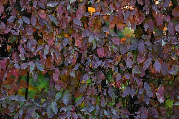 Hedge with leaves changing color — Stock Photo, Image