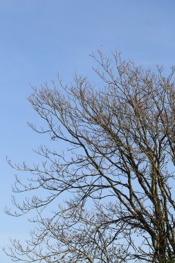 Mavi gökyüzü üzerinde çıplak dalları